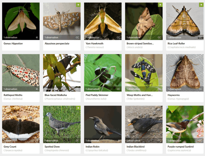 Naturalist Site Heritage of Chicalim